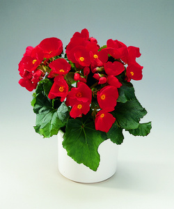 B. ‘Schwabenland Red’